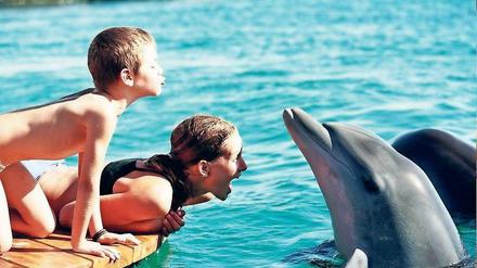 Nahaufnahme. Die Delfine in Eilat sollen selbst bestimmen, ob und wie viel Kontakt sie zu den Menschen haben.