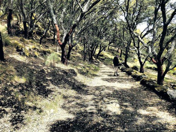 Ein Spaziergang durch die Korkeichenwälder auf dem „Feel Nature Pathway“.