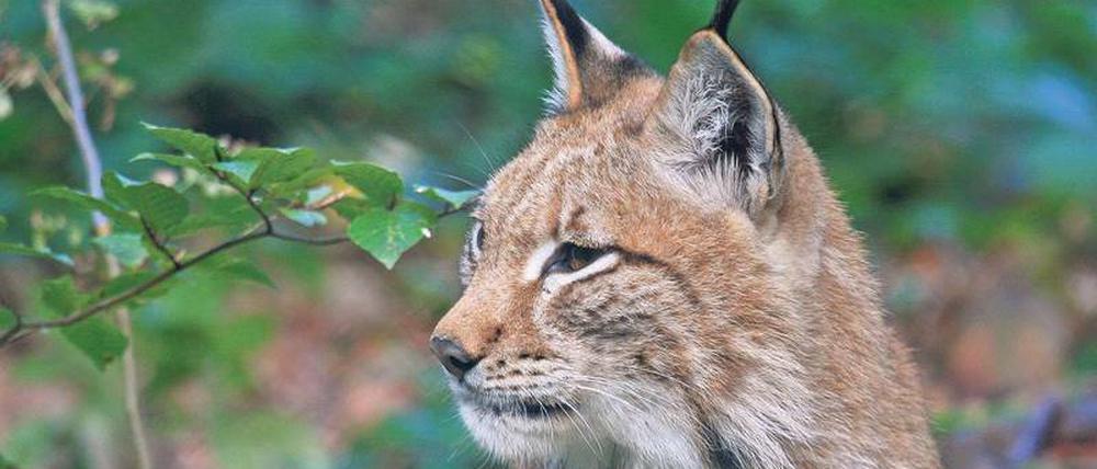 Luchsusproblem. Die Wildkatzen sind in Deutschland noch immer sehr selten. In freier Natur sieht man sie kaum. 