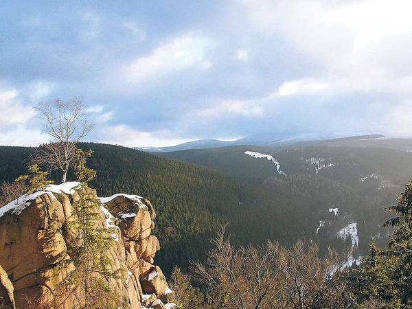 Im Nationalpark Harz wachsen60 Prozent Fichten, obwohl Buchen eigentlich besser wären.