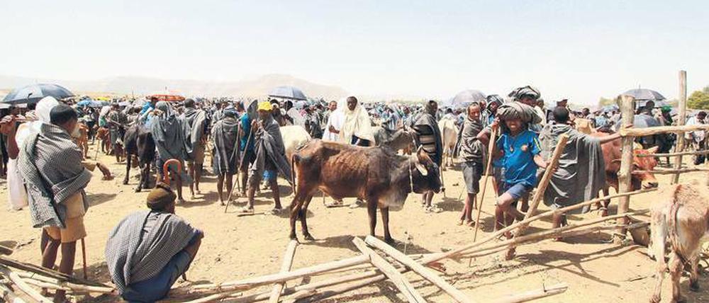 Für Außenstehende geht es auf dem riesigen Viehmarkt in der Nähe von Bahir Dar chaotisch zu. Die Händler dagegen finden sich bestens zurecht. Manche sind mehrere Stunden zu Fuß angereist.