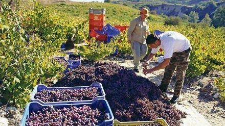 Bauern ernten auf Zypern Trauben.