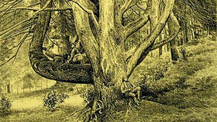 Rast auf Ast. Gravierung von 1880, die vermutlich jene Weißtanne von Ardkinglas zeigt, die seit mehr als 100 Jahren als „mächtigster Nadelbaum Europas“ gilt.