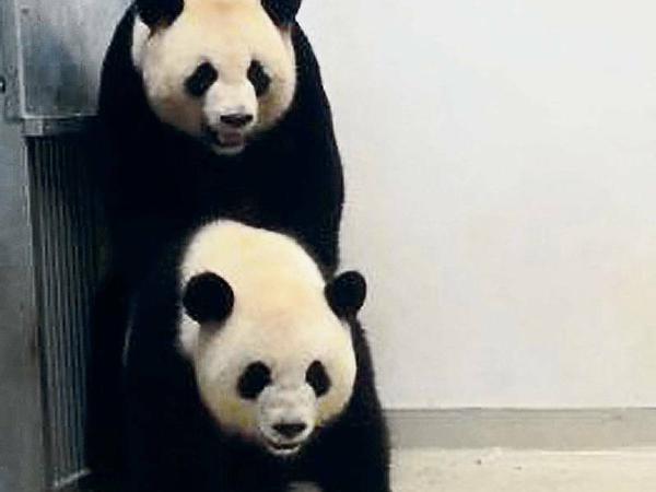 Caught in the Act. Im April paarten sich die Berliner Pandas Meng Meng (vorne) und Jiao Qing (stehend).