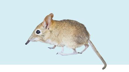 Die verrücktes Maus der Welt, mit Riesenohren, Rattenschwanz, Elefantenrüssel und Kängurubeinchen.