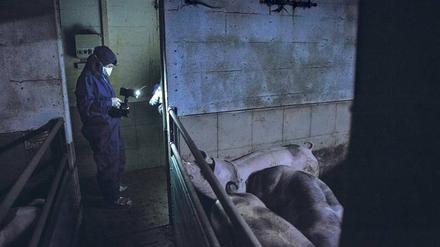 Der Deutsche Bauernverband bezeichnet die Arbeit der Tierschutz-Aktivisten als „Selbstjustiz“.