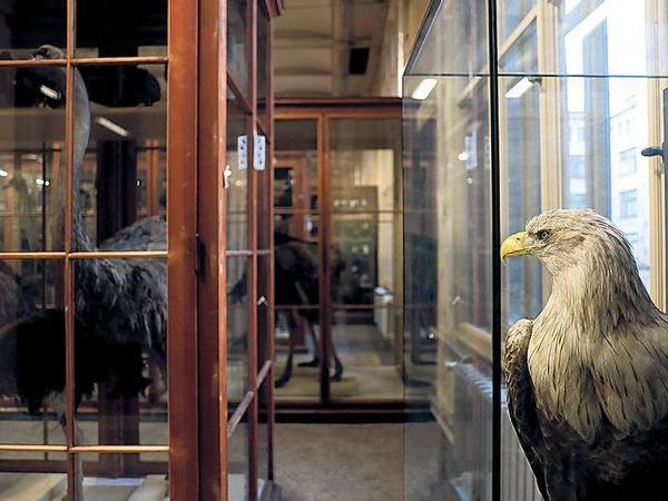 Staub und Schnäbel. Den Vogelsaal hat seit der Museumseröffnung 1889 kein Besucher betreten.