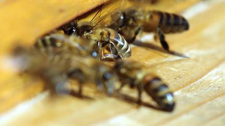 Honigbienen fliegen einen Bienenstock an und bringen die Frühjahrstracht ein.