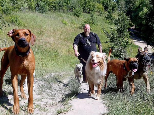 Dogwalker Georg Schellheimer in Berlin: Des Rudels Kerl