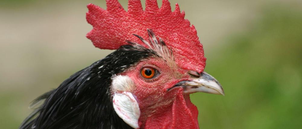 Das Lakenfelder Huhn gilt als gefährdete Rasse.