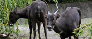 Anoas gehören zur Gattung der asiatischen Büffel, aber der große Familienname täuscht.