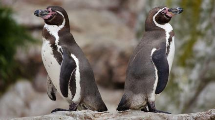 Humboldt-Pinguine kommen ursprünglich aus Peru und Chile und verdanken ihren Namen dem Forscher Alexander von Humboldt.
