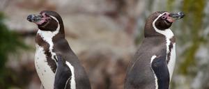 Humboldt-Pinguine kommen ursprünglich aus Peru und Chile und verdanken ihren Namen dem Forscher Alexander von Humboldt.