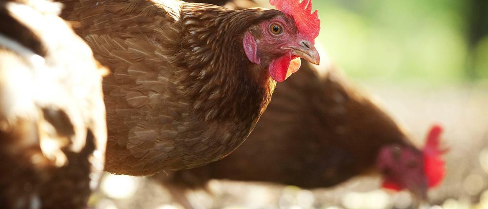 Mehr als Fleischlieferanten. Hühner verwandeln Essensreste in Eier.