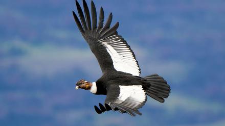 Der Aasfresser. Mit bis zu drei Metern Flügelspannweite ist Andenkondor der größte Geier der Welt.