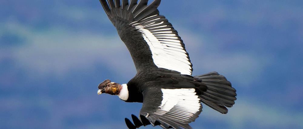 Der Aasfresser. Mit bis zu drei Metern Flügelspannweite ist Andenkondor der größte Geier der Welt.