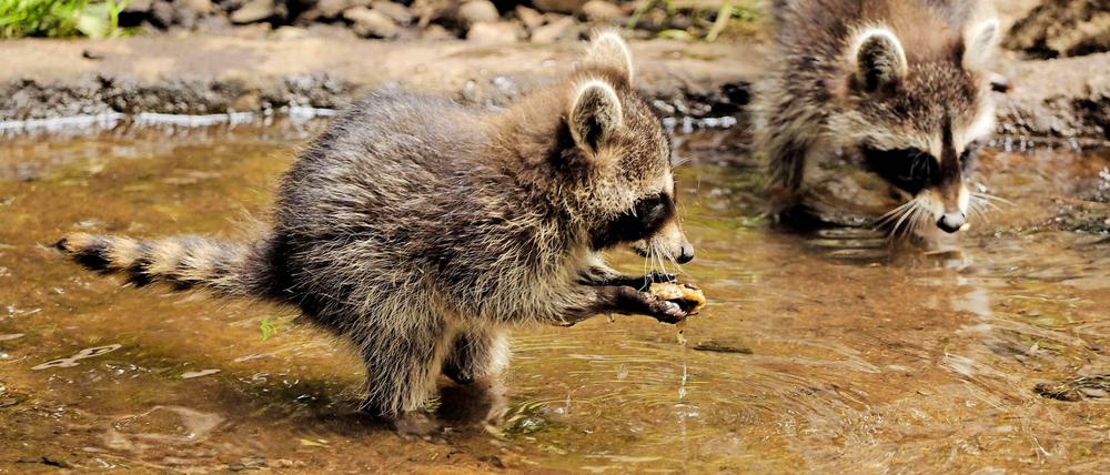Wischi, wischi, waschi. Die Waschbären sollten eher Tastbären heißen, weil sie ihr Futter im Wasser ausgiebig untersuchen.