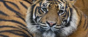 Der Sumatra-Tiger ist vom Aussterben bedroht.