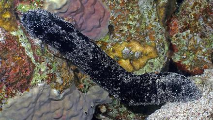 Eine Schwarze Seegurke in einem Korallenriff im Roten Meer.