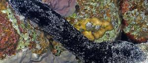 Eine Schwarze Seegurke in einem Korallenriff im Roten Meer.