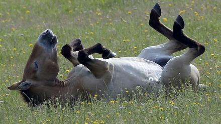 Endlich wieder zu Hause. Dieses Przewalski-Pferd aus dem Prager Zoo wurde 2016 in der Mongolei, seiner ursprünglichen Heimat ausgewildert.