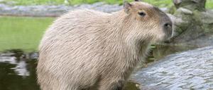 Mal kurz entspannen. Die Capybaras verbringen gern Zeit im Wasser.