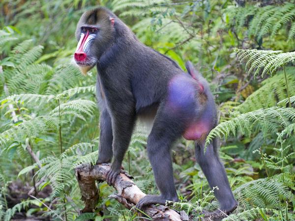 Diese Primaten zeigen gerne ihren bunten Hintern. Je mehr sie sich aufregen, umso leuchtender werden die Farben.