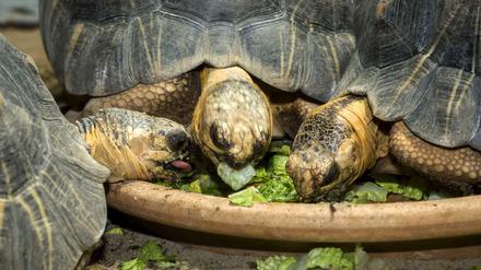 Diätcamp. Die Strahlenschildkröten im Zoologischen Garten ernähren sich vegan. 
