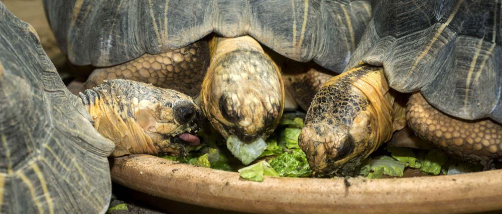 Diätcamp. Die Strahlenschildkröten im Zoologischen Garten ernähren sich vegan. 