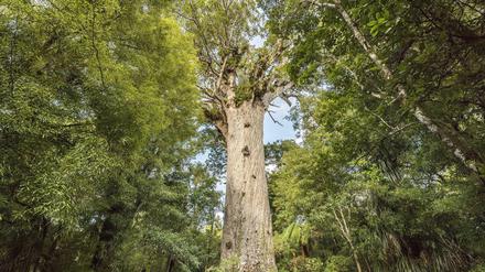 Dickes Ding. Der Kauribaum „Tane Mahuta“ ist mehr als 50 Meter hoch und Jahrtausende alt.