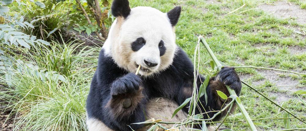 Zum Fressen gern. Jiao Qing alias Schätzchen, kann bis zu 30 Kilo Bambus am Tag verdrücken.