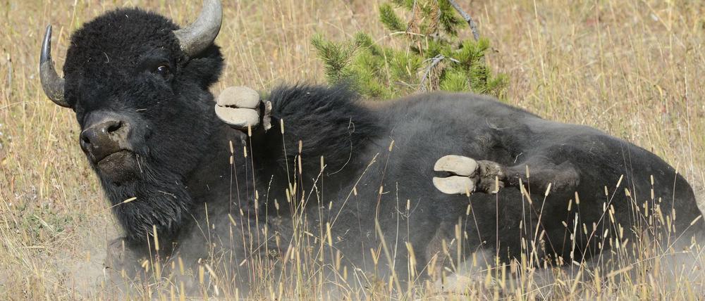 Schläft gerne draußen: der amerikanische Bison im Yellowstone-Nationalpark in den Rocky Mountains.