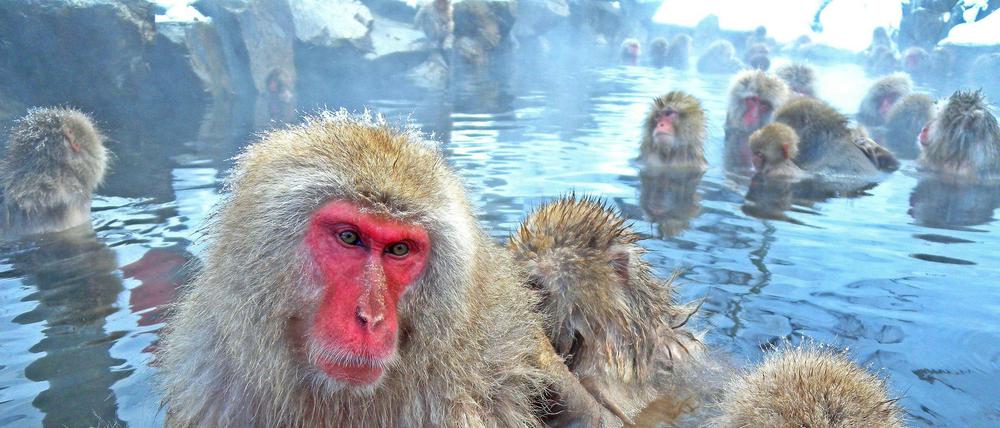 Körperpflege. Schneeaffen baden genüsslich in den japanischen Bergen. So weit nördlich lebt keine andere Art.