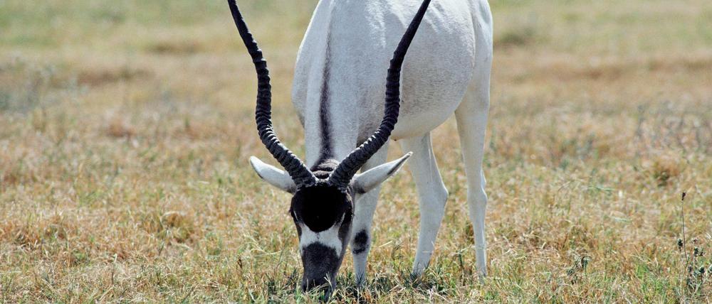 Ihr natürlicher Lebensraum ist die Wüste auf dem afrikanischen Kontinent: die Addax-Antilope.