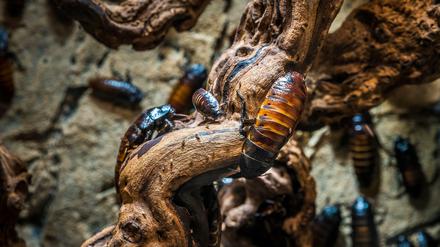 Sie sind bis acht Zentimeter groß, haben einen festen Panzer und sehen aus wie Kakerlaken: die Madagaskar-Riesenfauchschaben.