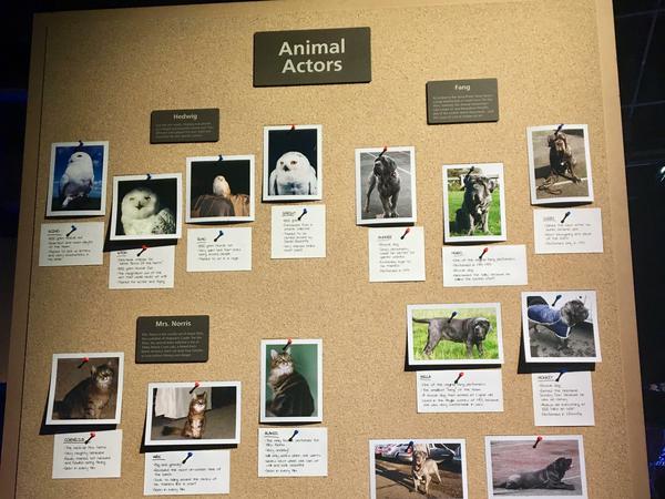 Allein 250 Tiere spielten in den Potter-Filmen mit. Für die Mietzen in Professor Umbridges Büro wurden 40 Kätzchen aus dem Tierheim geholt.