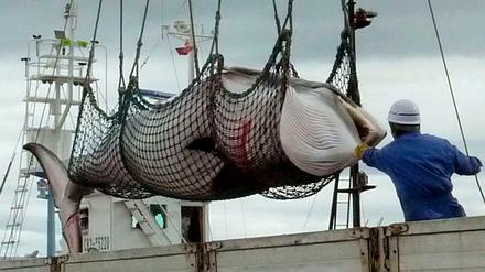 Nach dem Fang eines Zwergwals wird dieser von einem Schiff im Hafen abgeladen. Japan will bis zum Ende des Jahres 227 Wale töten. 