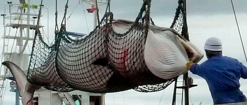 Nach dem Fang eines Zwergwals wird dieser von einem Schiff im Hafen abgeladen. Japan will bis zum Ende des Jahres 227 Wale töten. 