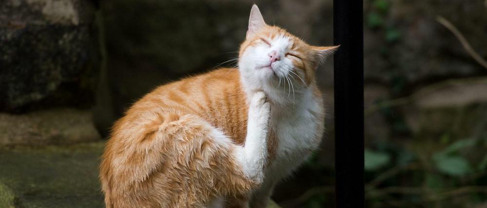 Kratzen und lecken: Katzen pflegen ihr Fell ausgiebig. Doch beim Lecken verteilen sie ein Eiweiß auf ihrem Fell, auf das viele Menschen allergisch reagieren.