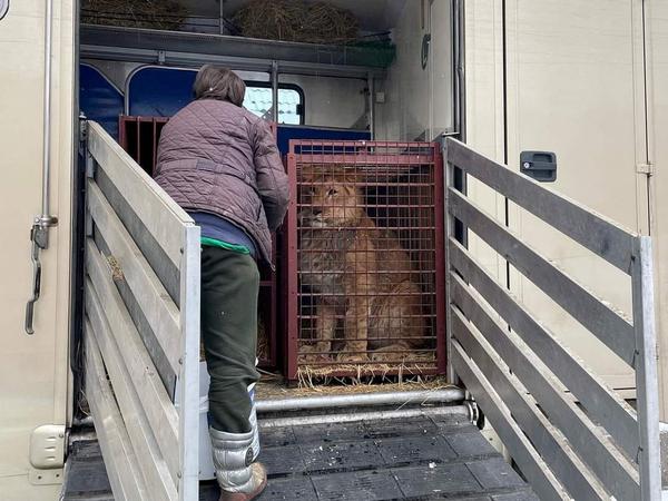 Ein Mitarbeiter des Zoos von Posen kontrolliert die Tiere, die aus einem Tierheim östlich von Kiew nach Polen gebracht wurden.