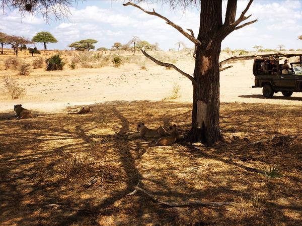Warten auf den Hunger. Eine Löwensippe im Schatten einer Schirmakazie. Beobachtet von Safari-Touristen. 