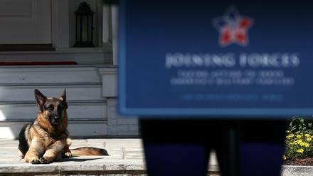 Hund im Haus: Bidens Schäferhund "Champ" kennt das Weiße Haus aus der Zeit, als sein Herrchen Vizepräsident unter Barack Obama war. 