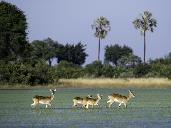 Die Letschwe-Antilopen sind an das Leben im Sumpf angepasst.