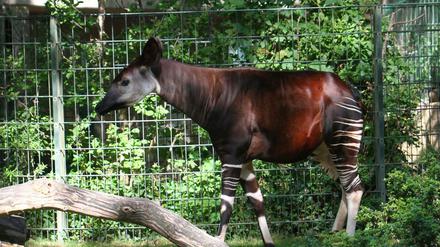 Okapi im Zoo in Berlin-Charlottenburg.