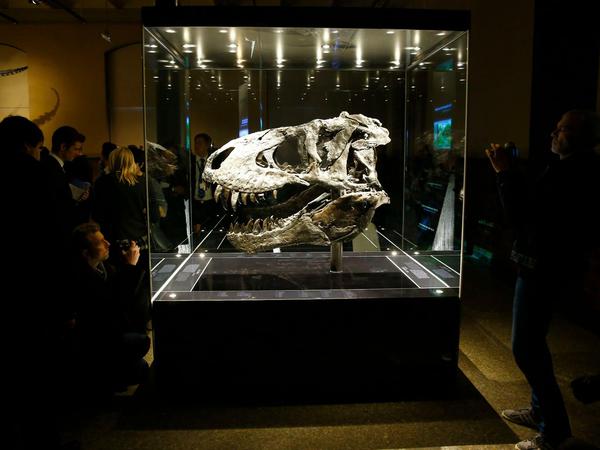 Der knapp 200 Kilogramm schwere Originalschädel wurde separat ausgestellt. 