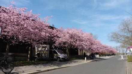 Vergängliche Pracht. Wer jetzt noch japanische Kirschbäume in voller Blüte erleben will, sollte sich sputen.