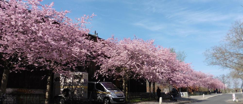 Vergängliche Pracht. Wer jetzt noch japanische Kirschbäume in voller Blüte erleben will, sollte sich sputen.
