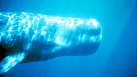 Wale gelten als recht entspannte Tiere. Da hören die Gemeinsamkeiten mir vielen Yoginis aber auch schon auf.