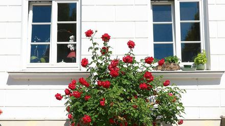 Rosen vor dem Theater in Putbus.