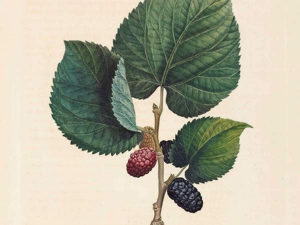 Die aus Persien importierte Schwarze Maulbeere – eine Scheinfrucht wie die Erdbeere – galt schon im 18. Jahrhundert als Delikatesse: blutrot und süßer als jede Brombeere. Aber Achtung: Ihr Saft verfärbt alles!